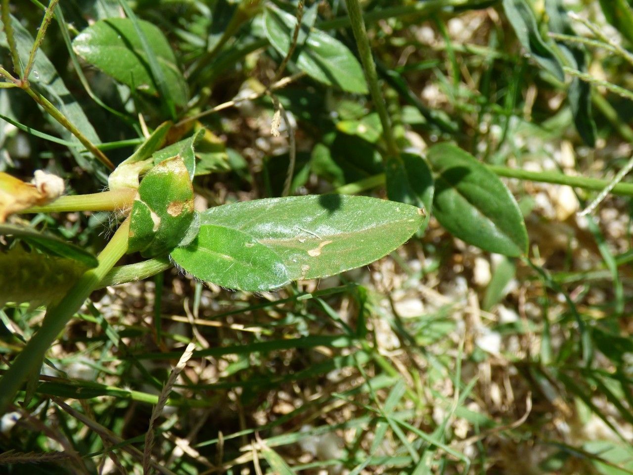 Gomphrena celosioides