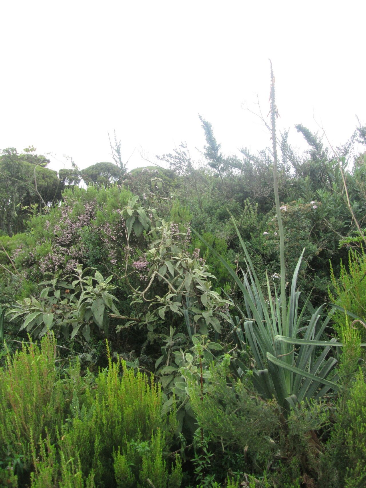 Kniphofia vandeweghei — houseplant care guide