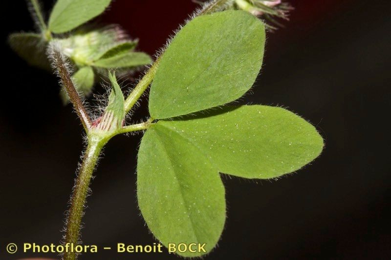 Trifolium ligusticum leaf