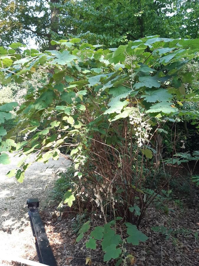 Rubus setchuenensis habit