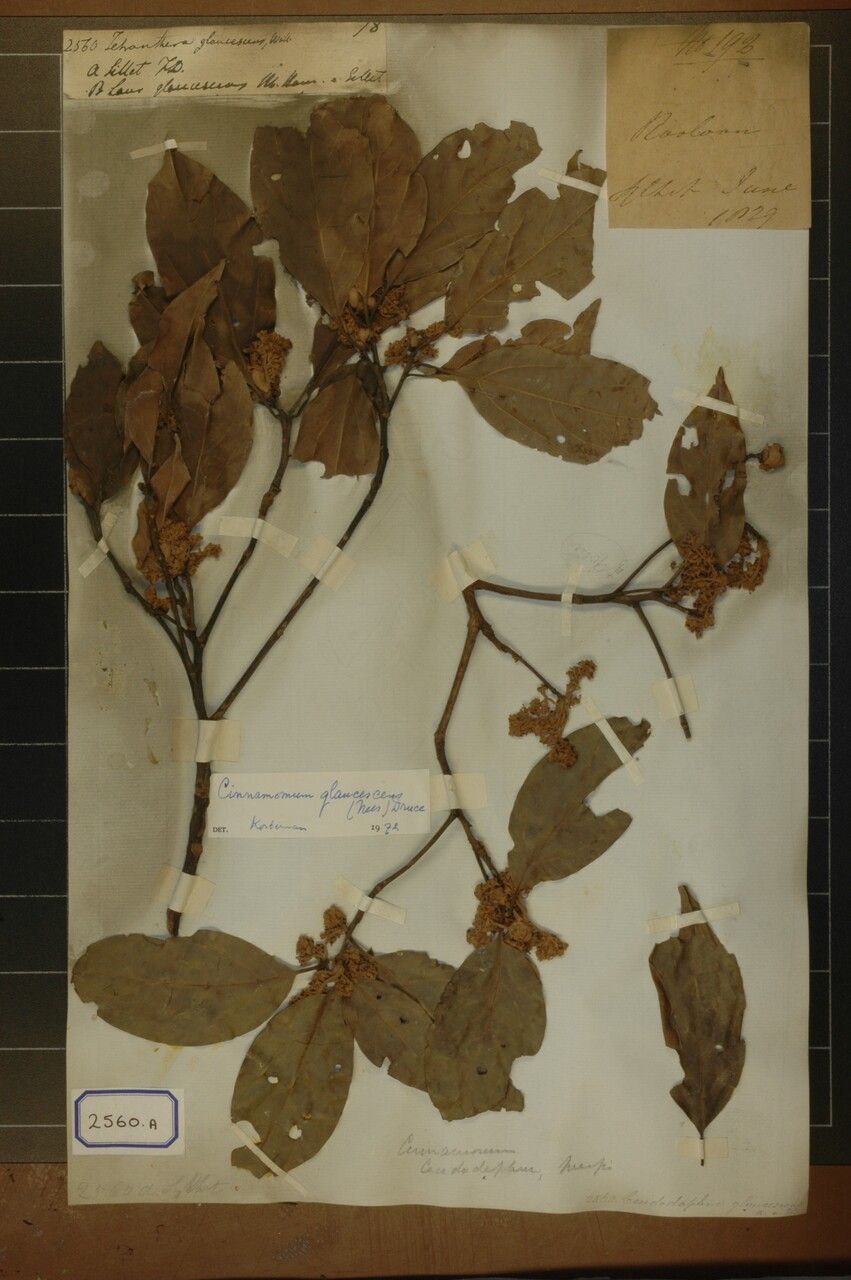 Cinnamomum glaucescens — search result for 'Cinnamomum'