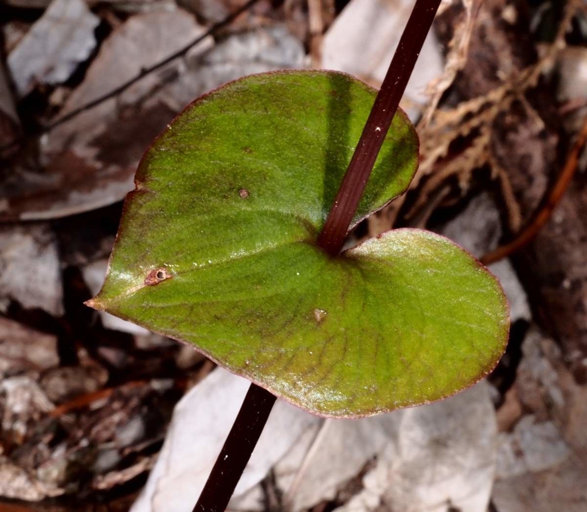 Acianthus grandiflorus — houseplant care guide