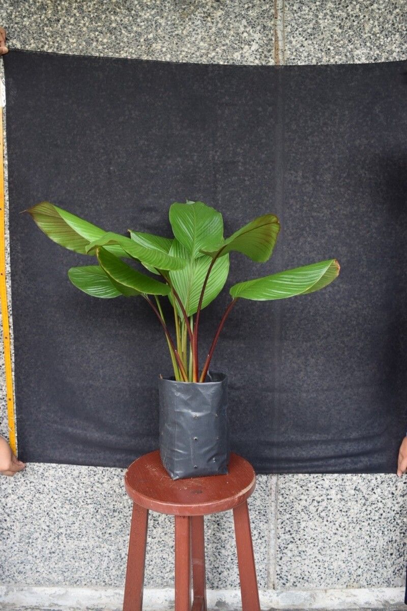 Curcuma sumatrana — search result for 'Curcuma'