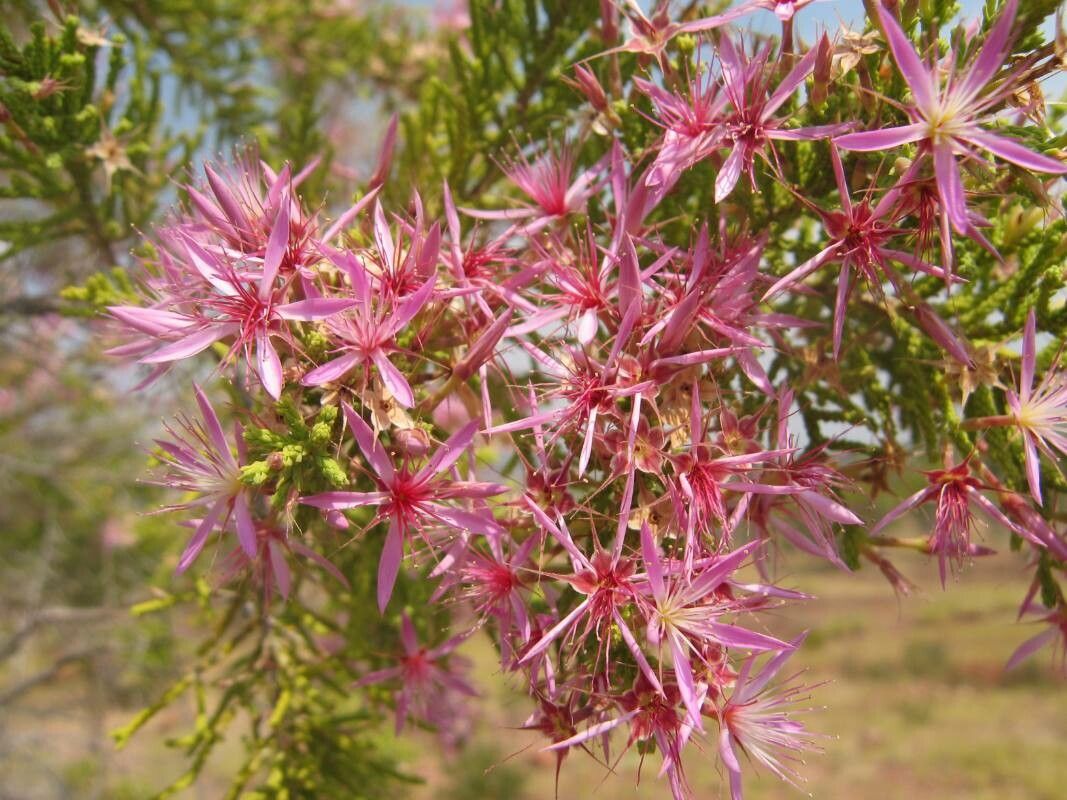 Calytrix exstipulata flower