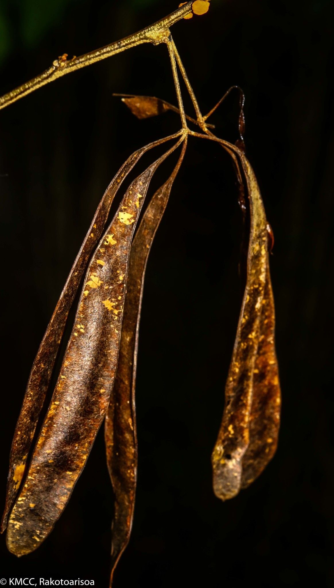 Mimosa menabeensis fruit