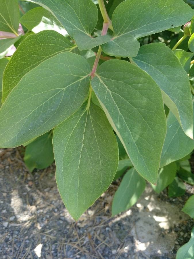 Paeonia coriacea leaf