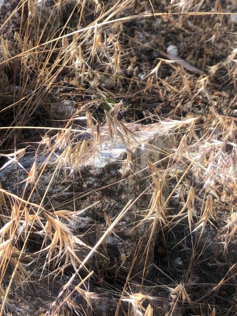 Bromus tectorum flower