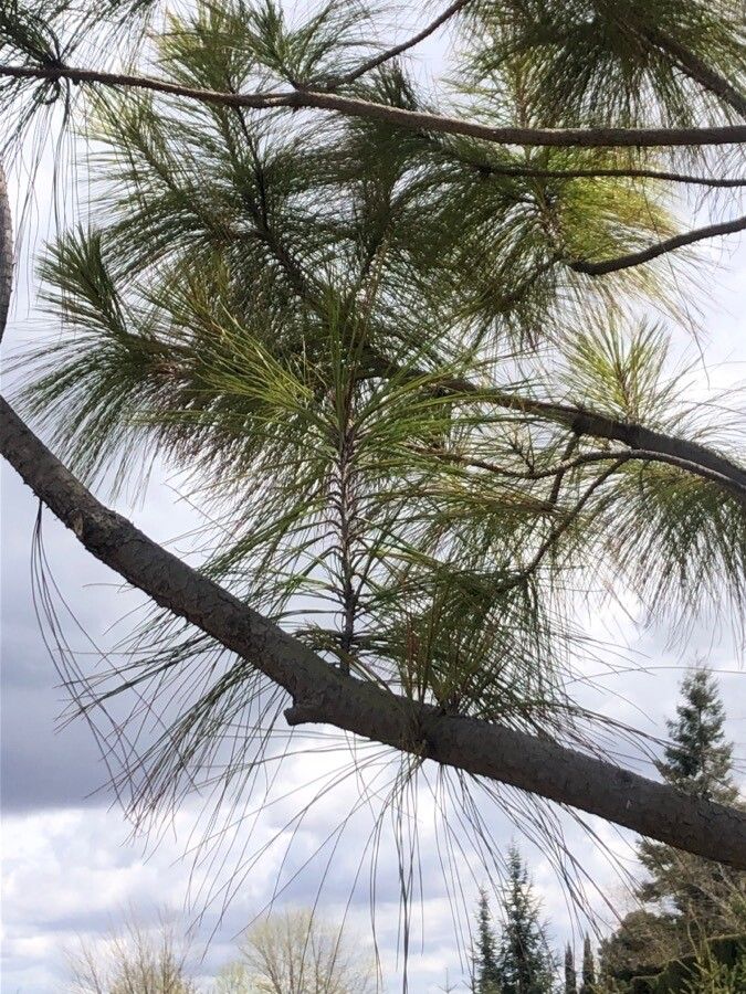 Pinus maximinoi — search result for 'Pinaceae'
