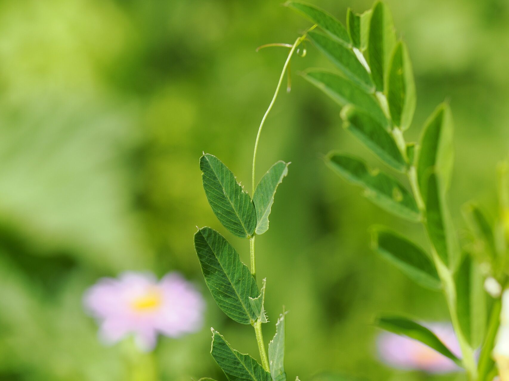 Vicia balansae — houseplant care guide