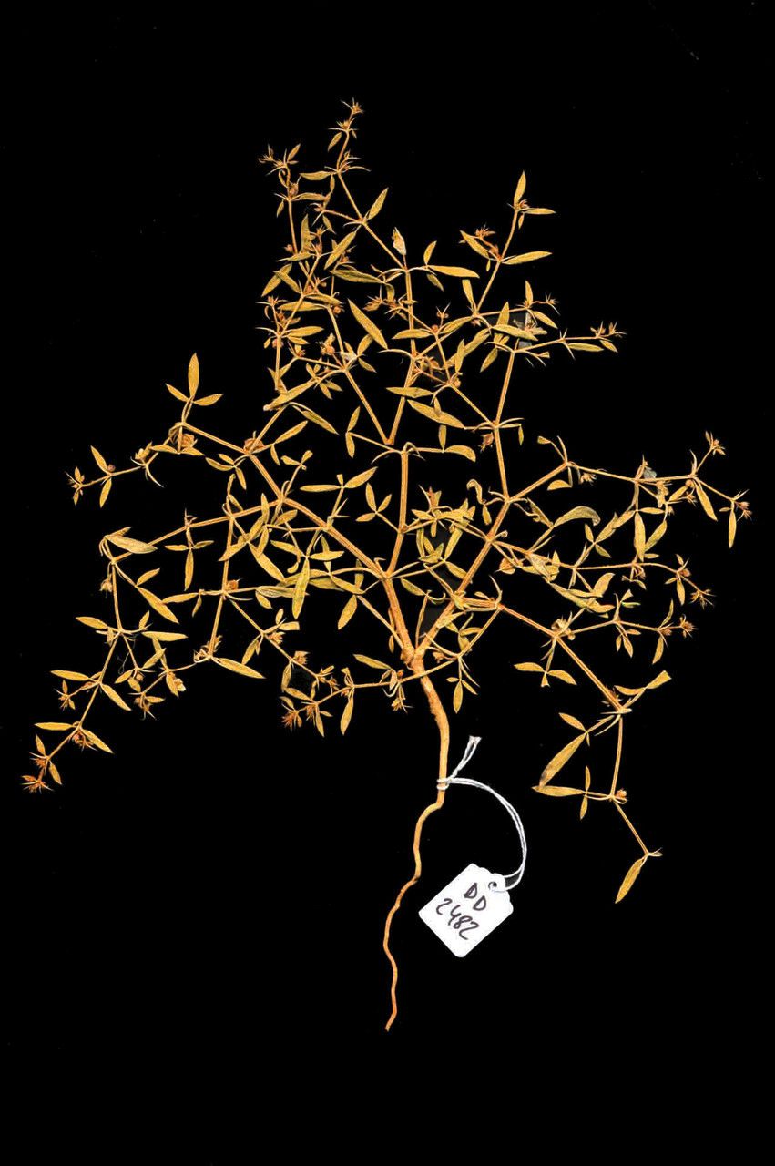 Zygophyllum bruguieri leaf