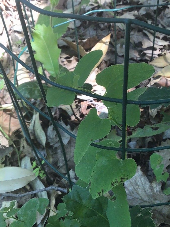 Aristolochia pallida — search result for 'Aristolochia'
