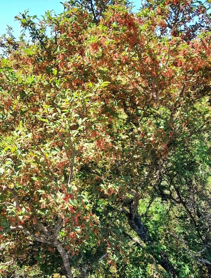 Ruprechtia apetala habit