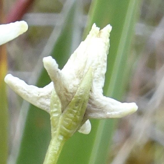 Halenia major flower