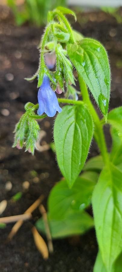 Mertensia paniculata flower