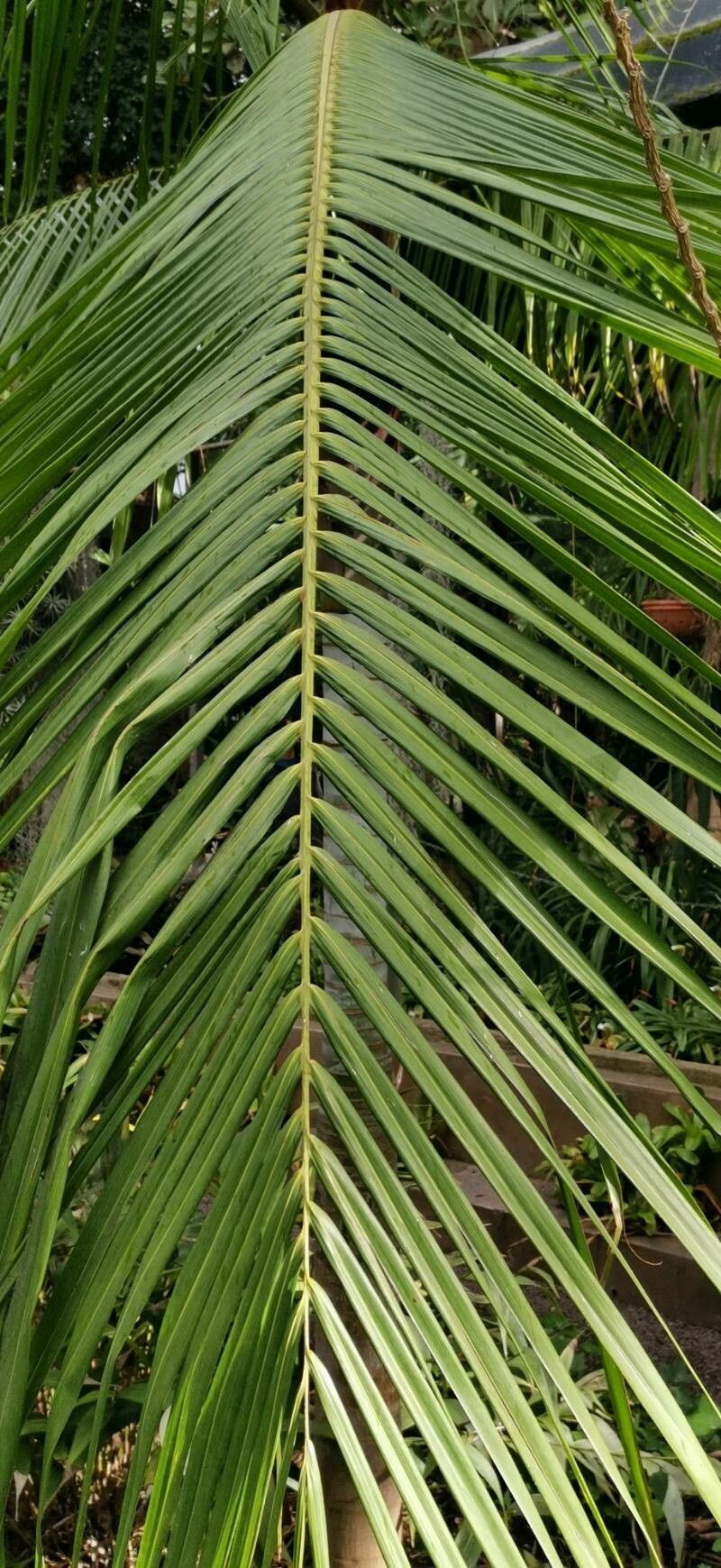 Dypsis leptocheilos — search result for 'Dypsis'