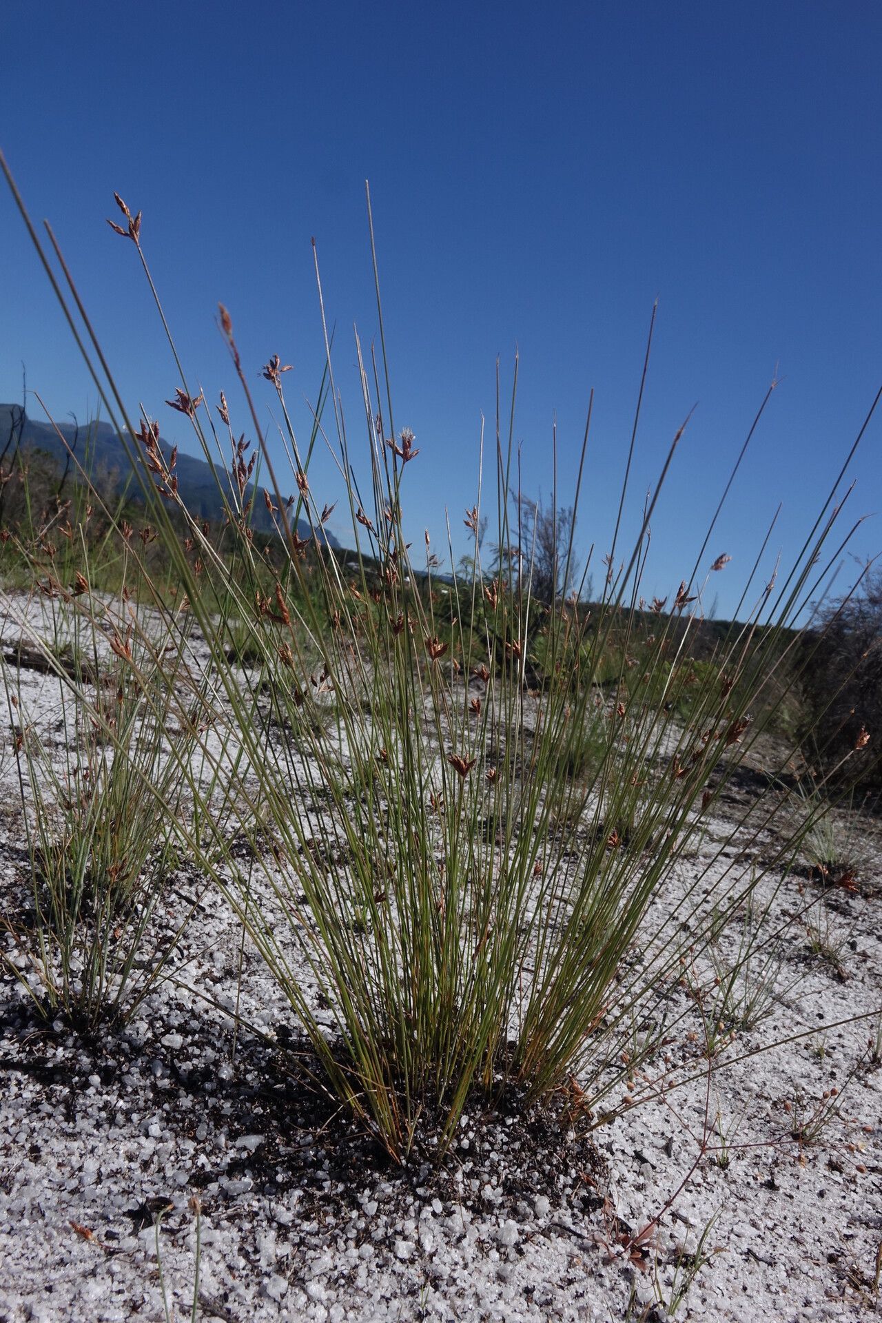 Bulbostylis trichobasis — houseplant care guide