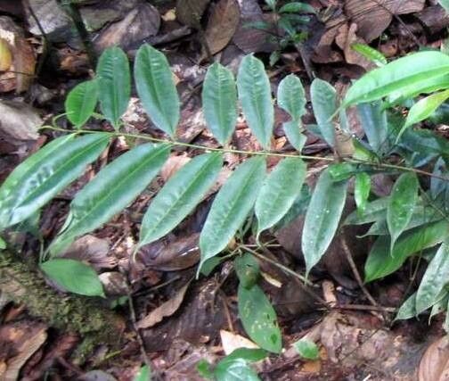 Myrcia fenestrata — houseplant care guide