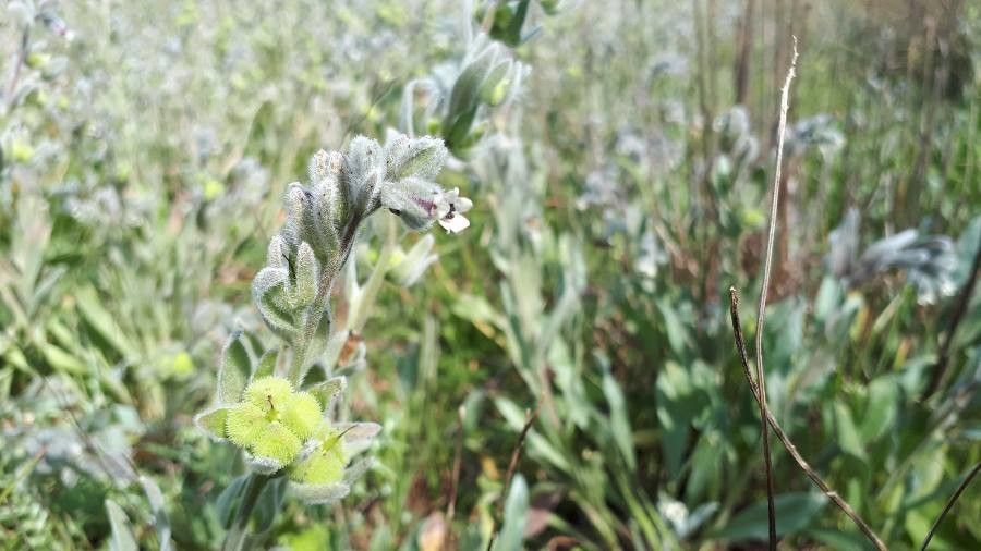 Cynoglossum dioscoridis flower