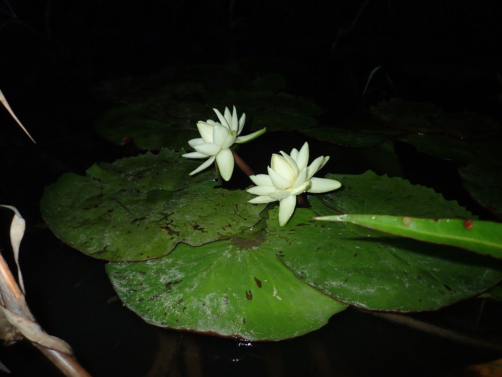 Nymphaea rudgeana flower