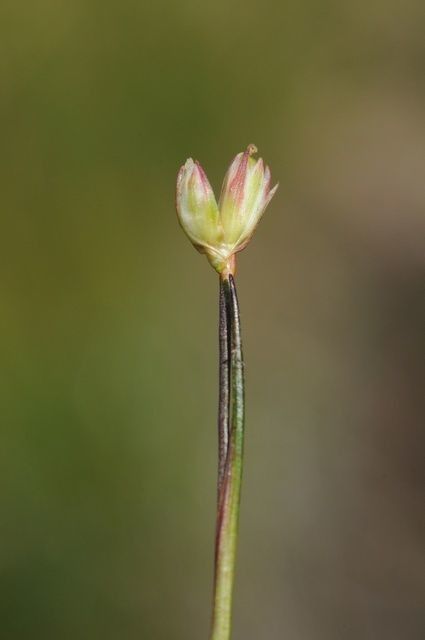 Juncus stygius — search result for 'Switzerland'