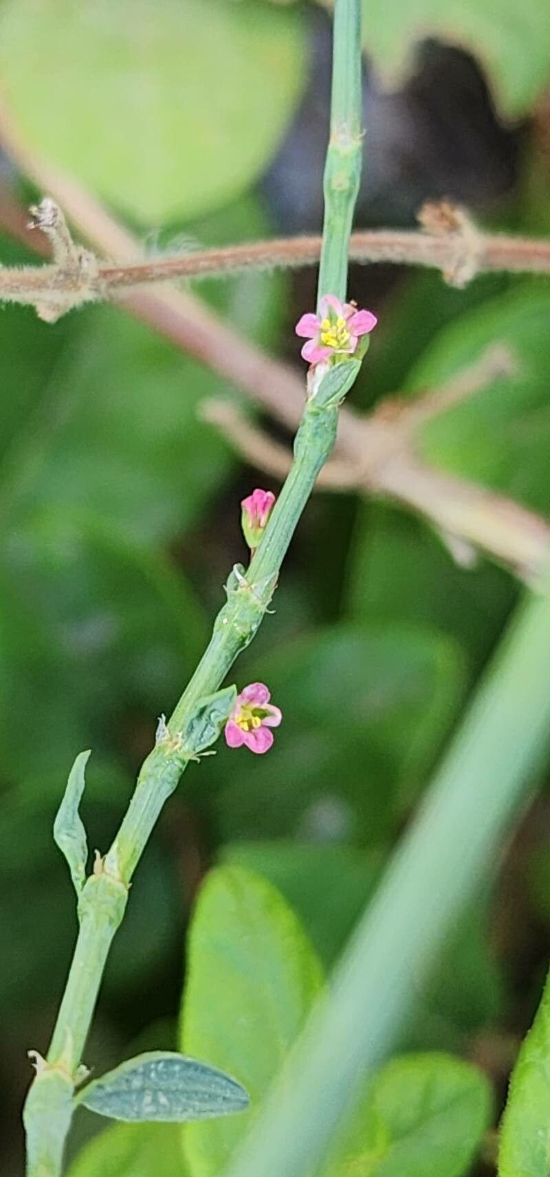 Polygonum iranicum flower