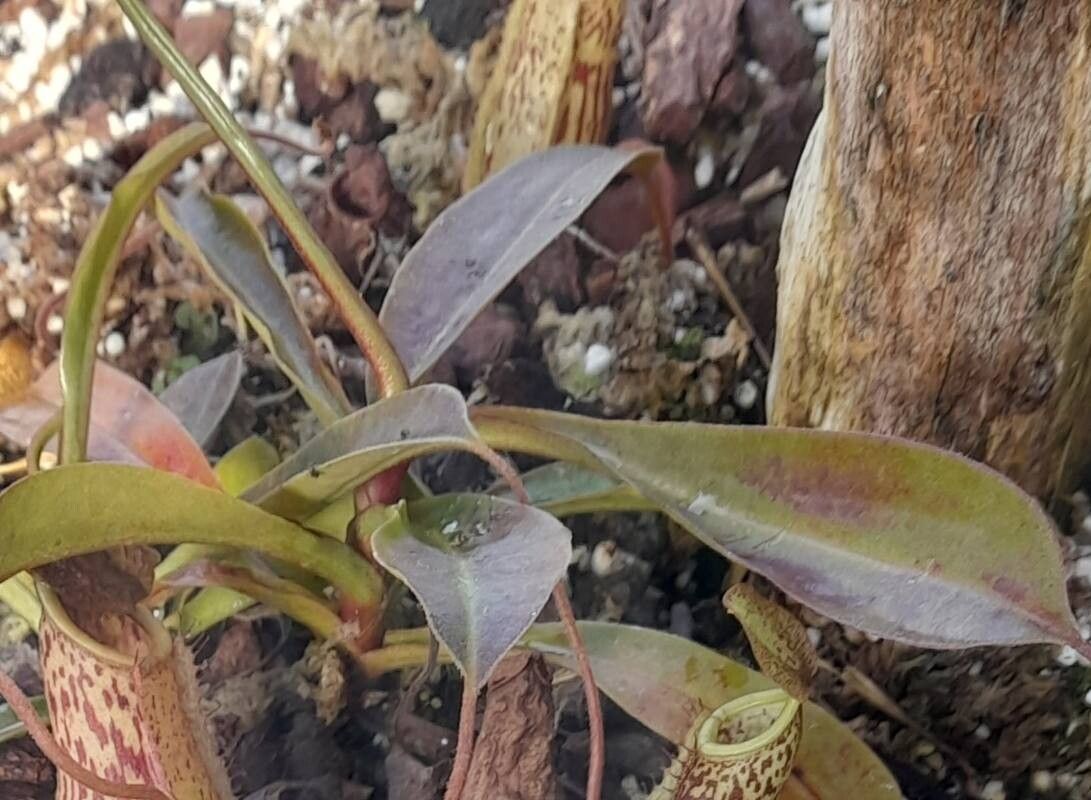 Nepenthes glabrata — search result for 'Nepenthes'