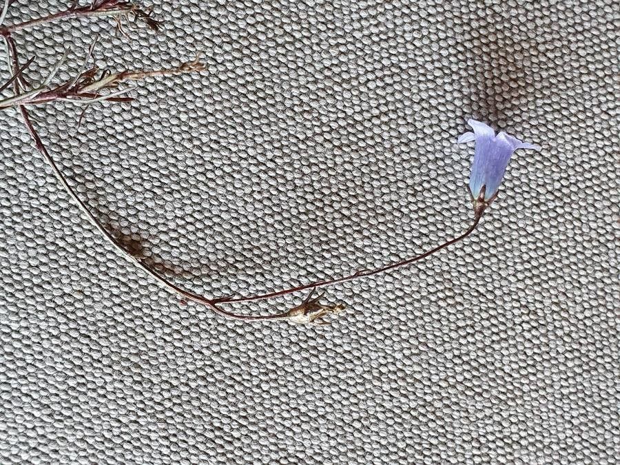 Wahlenbergia capillacea fruit