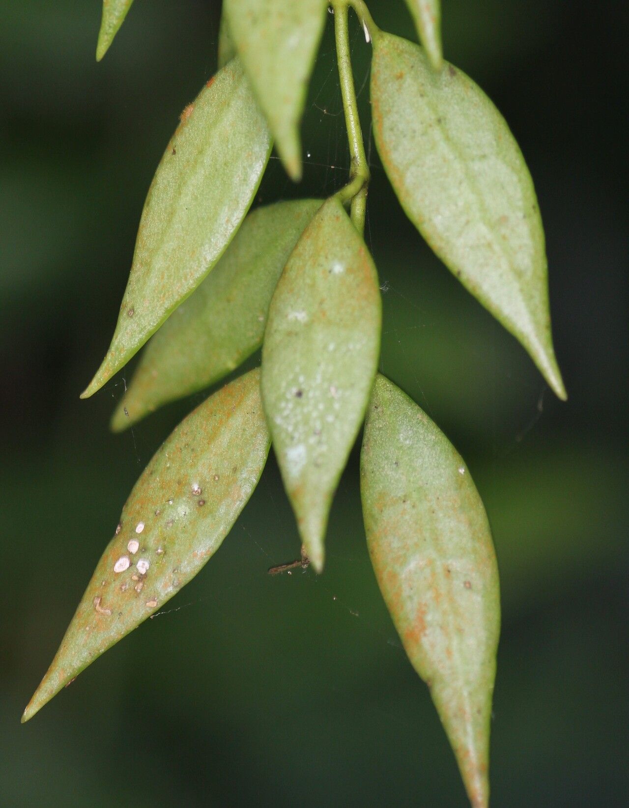 Dischidia angustifolia