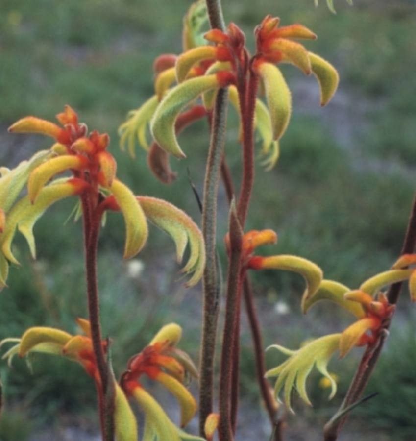 Anigozanthos preissii — related species from the same genus