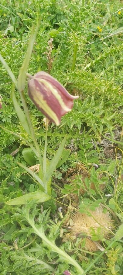 Fritillaria messanensis — search result for 'Albania'