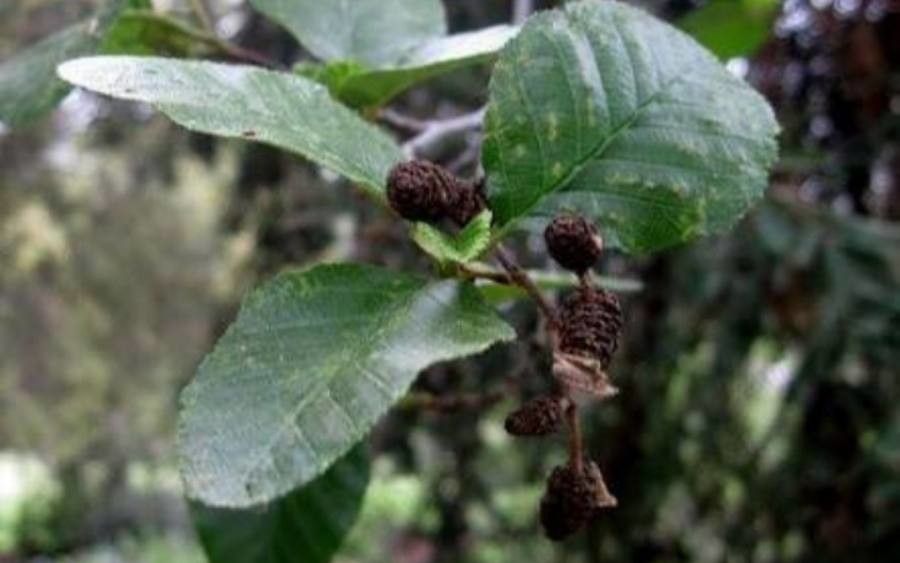 Alnus rhombifolia leaf