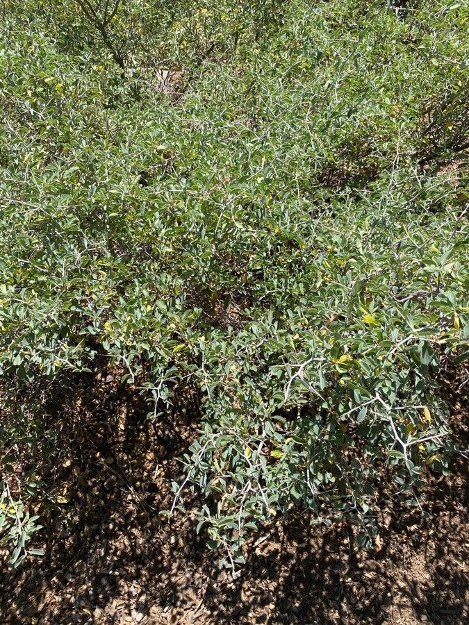 Ceanothus cordulatus leaf