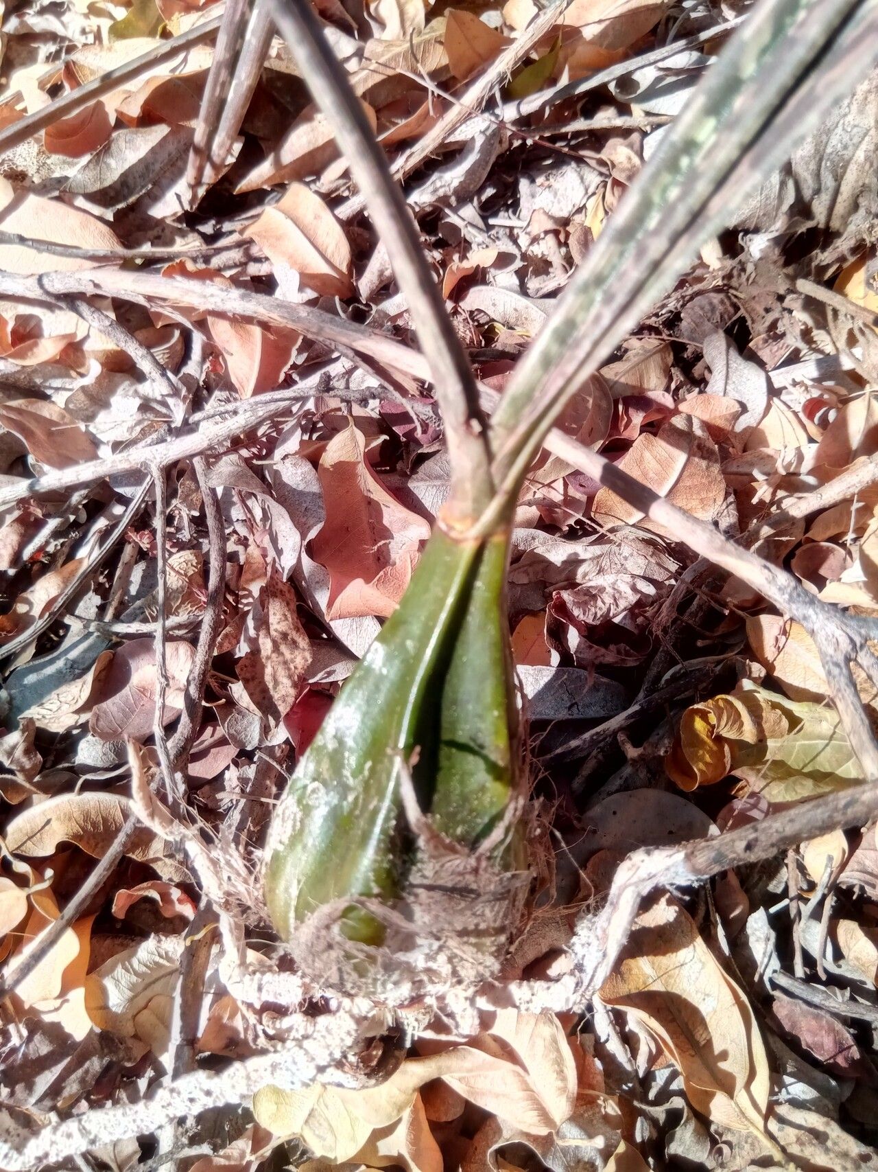 Eulophia decaryana bark