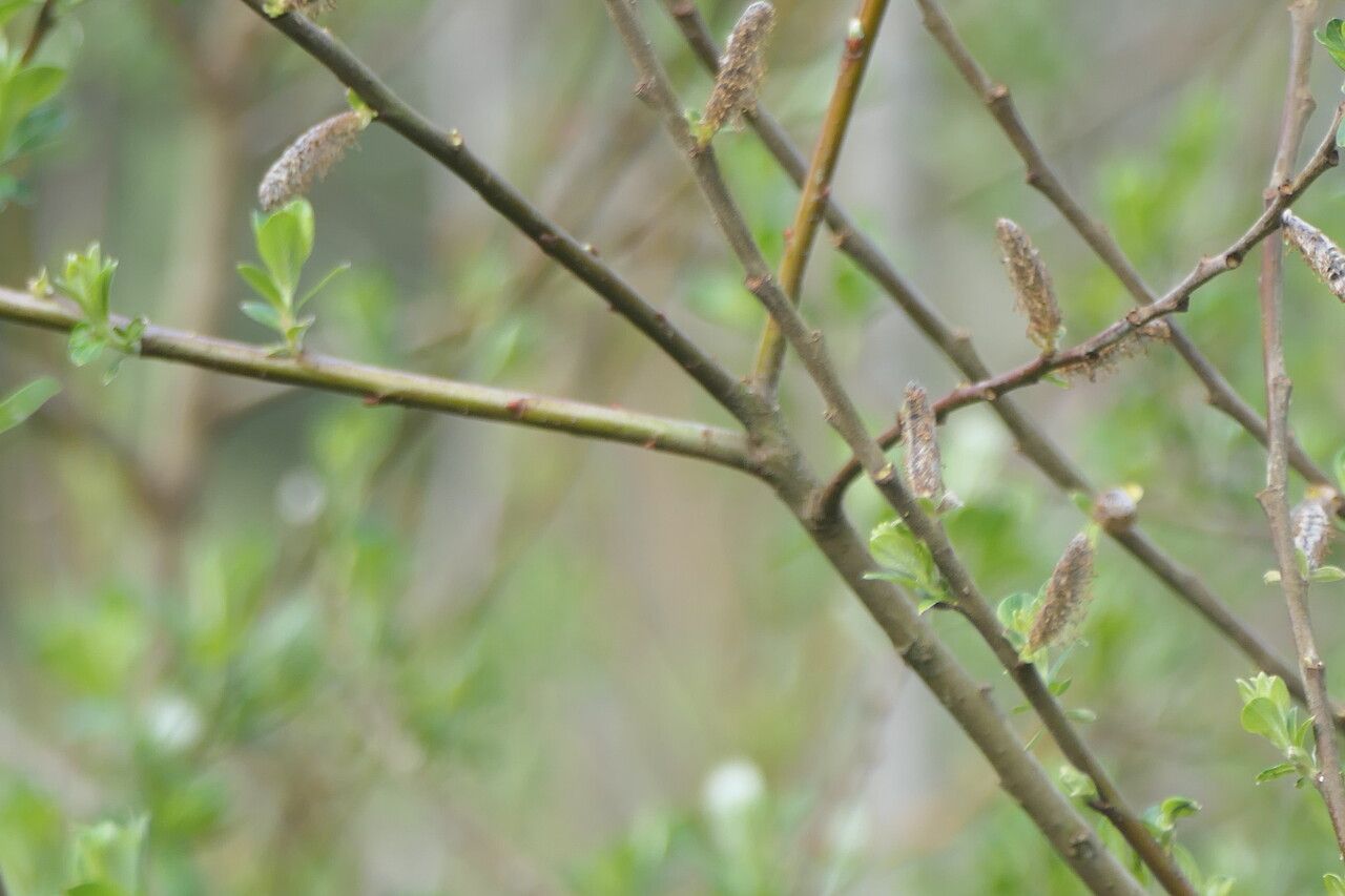 Salix sitchensis bark