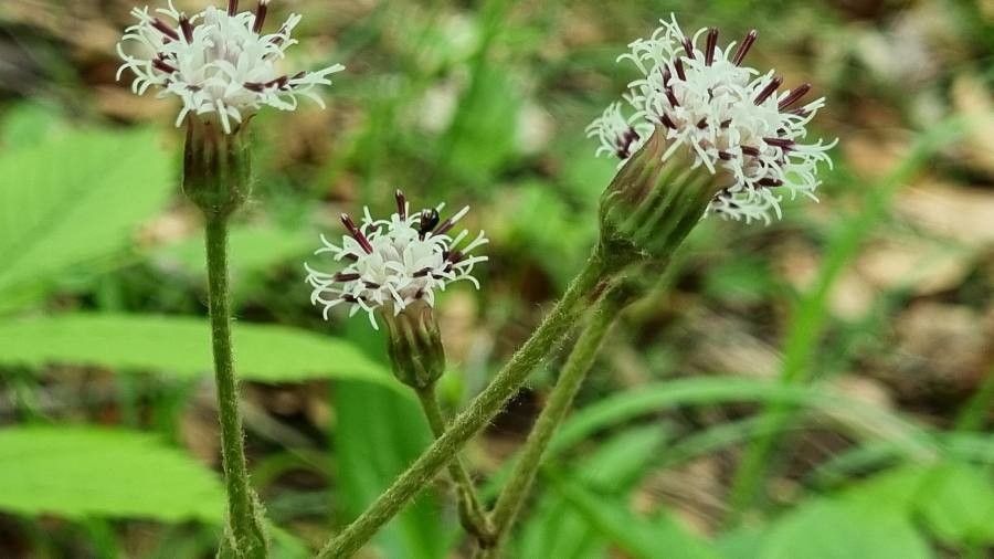 Homogyne sylvestris flower