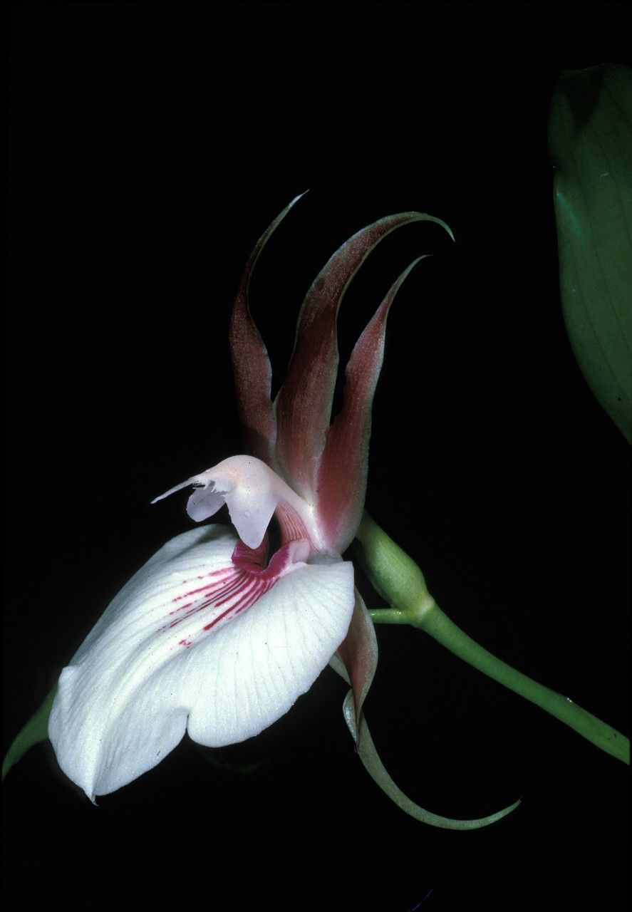 Zygosepalum labiosum — houseplant care guide