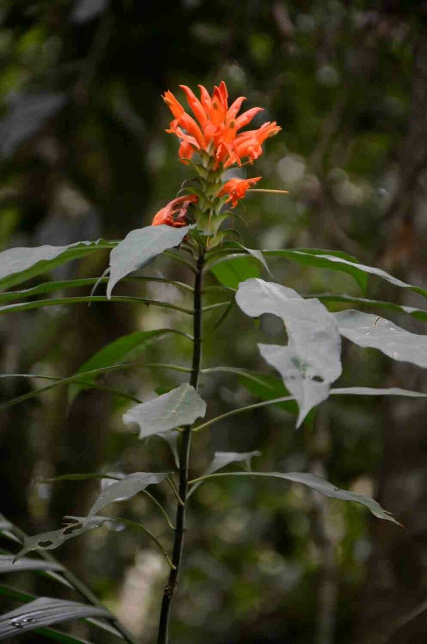 Aphelandra chamissoniana