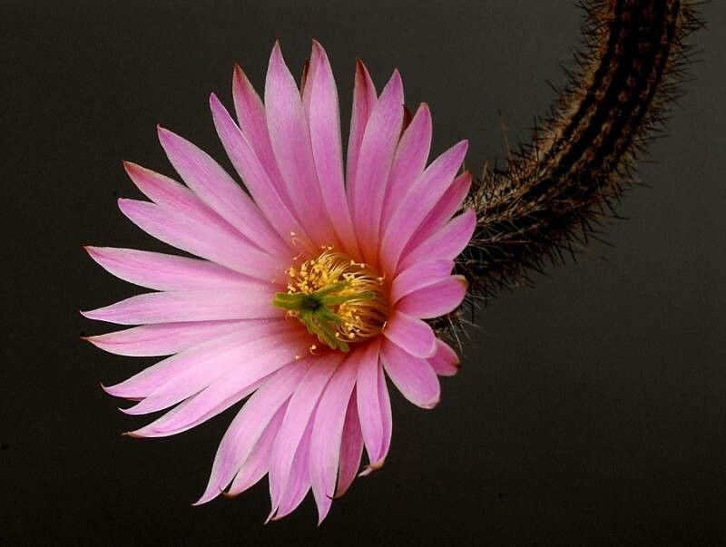 Echinocereus schmollii — search result for 'Echinocereus'