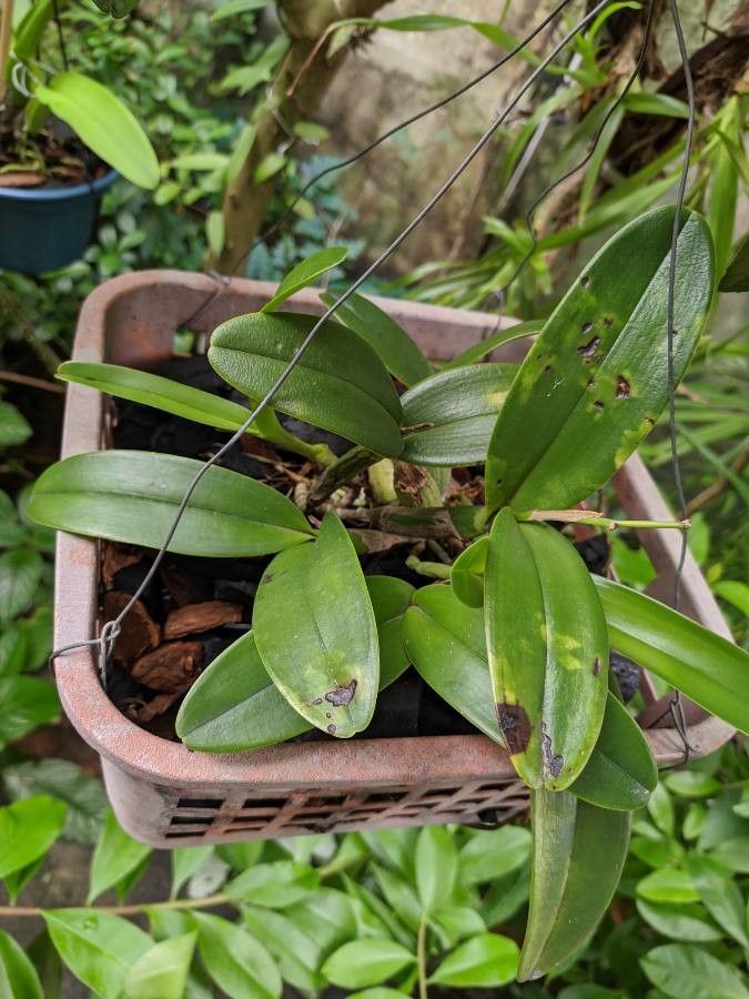 Epidendrum ciliare leaf