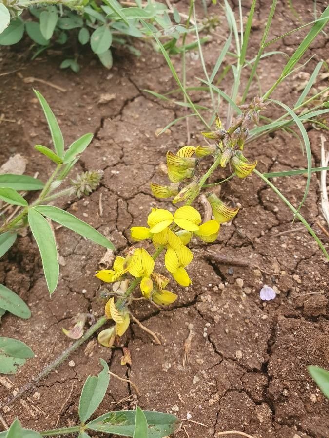 Crotalaria chrysochlora flower