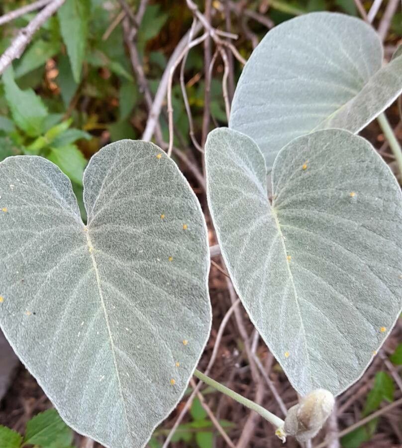 Ipomoea hieronymi — search result for 'Ipomoea'
