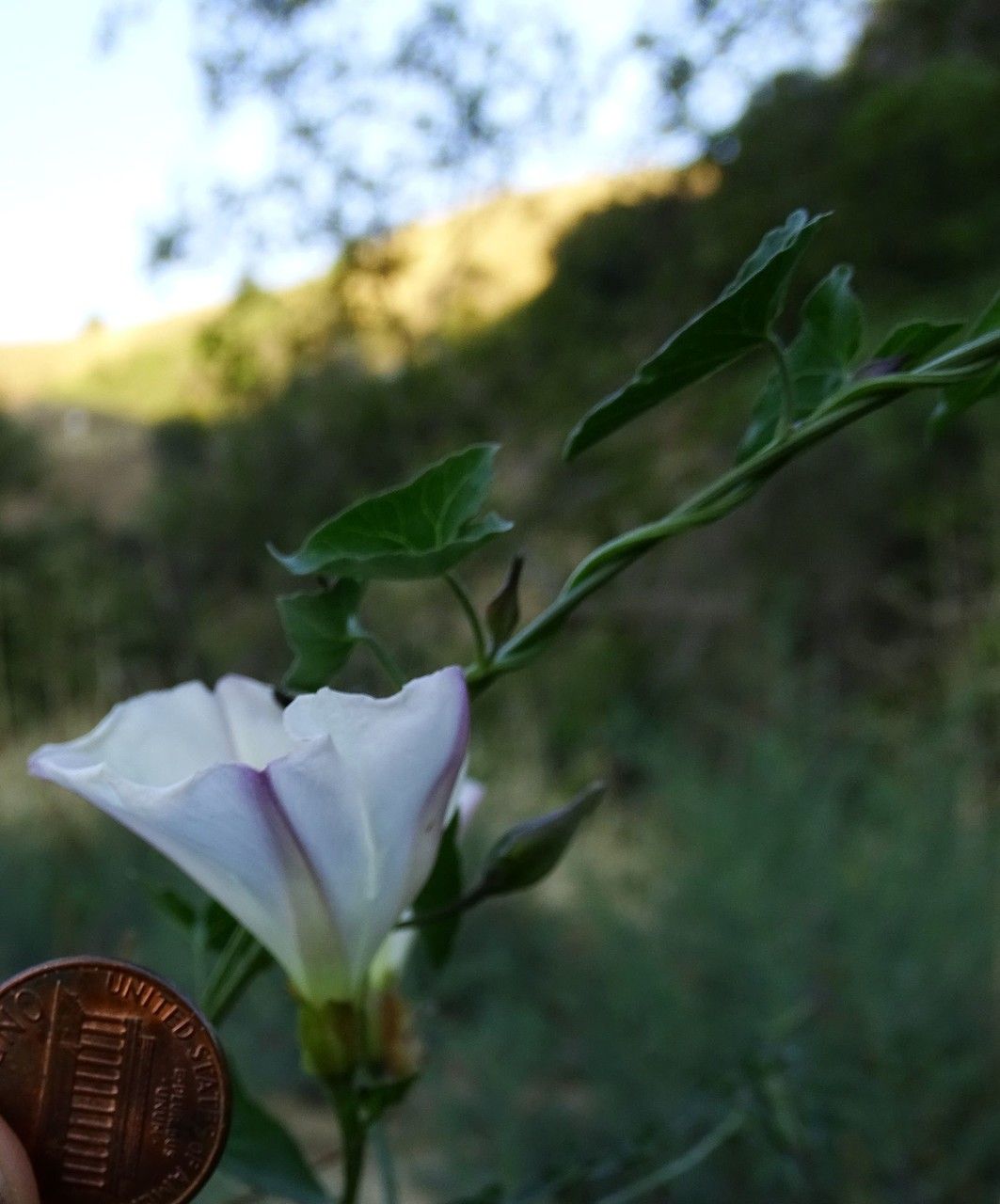 Calystegia macrostegia habit