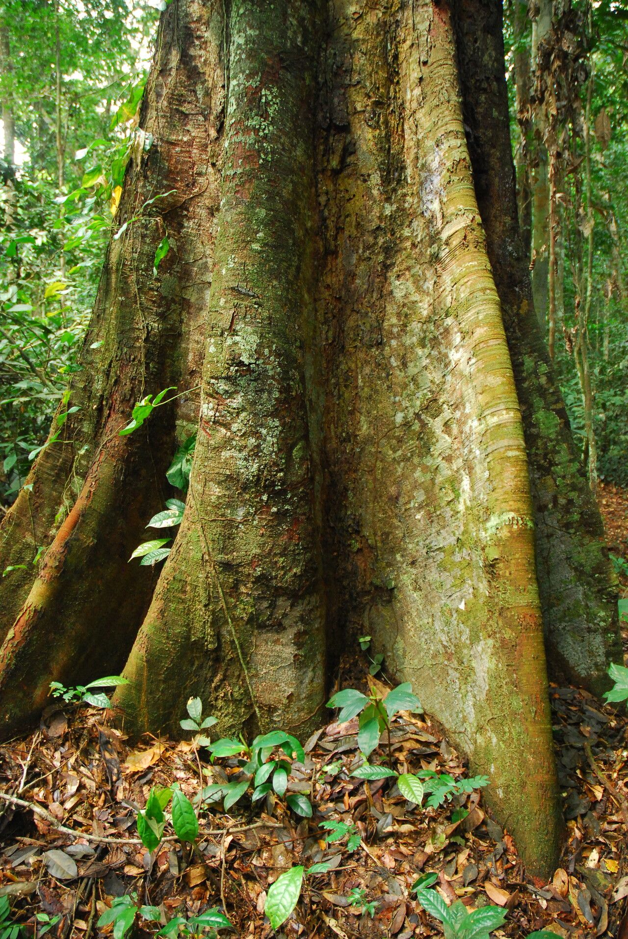 Fillaeopsis discophora bark