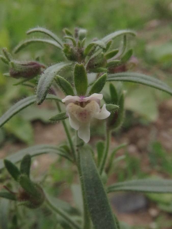 Chaenorrhinum minus flower