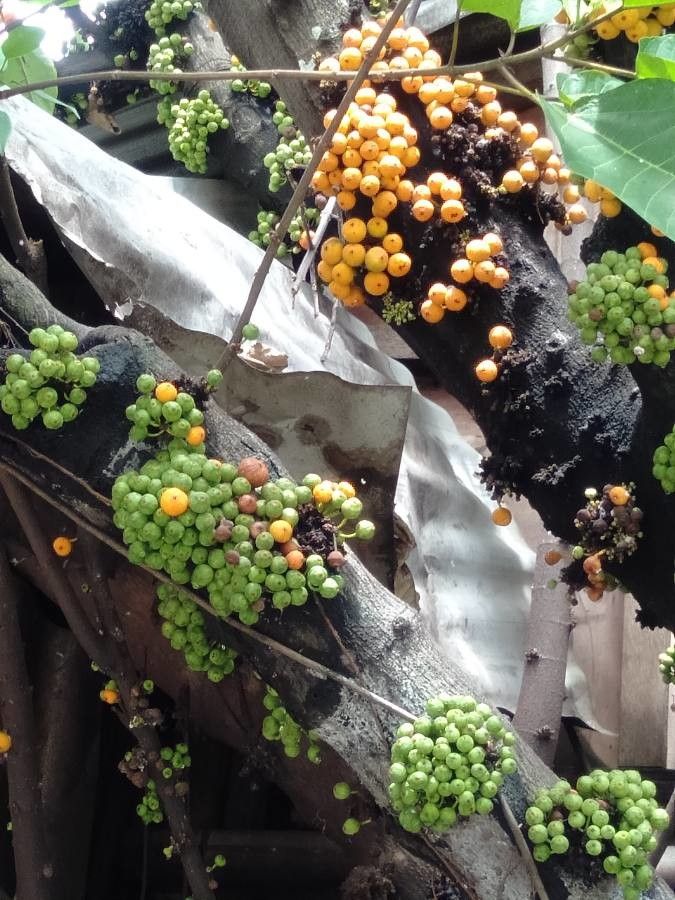 Ficus heteropoda fruit