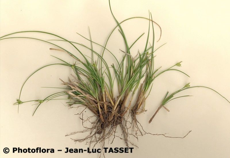 Carex oedipostyla habit