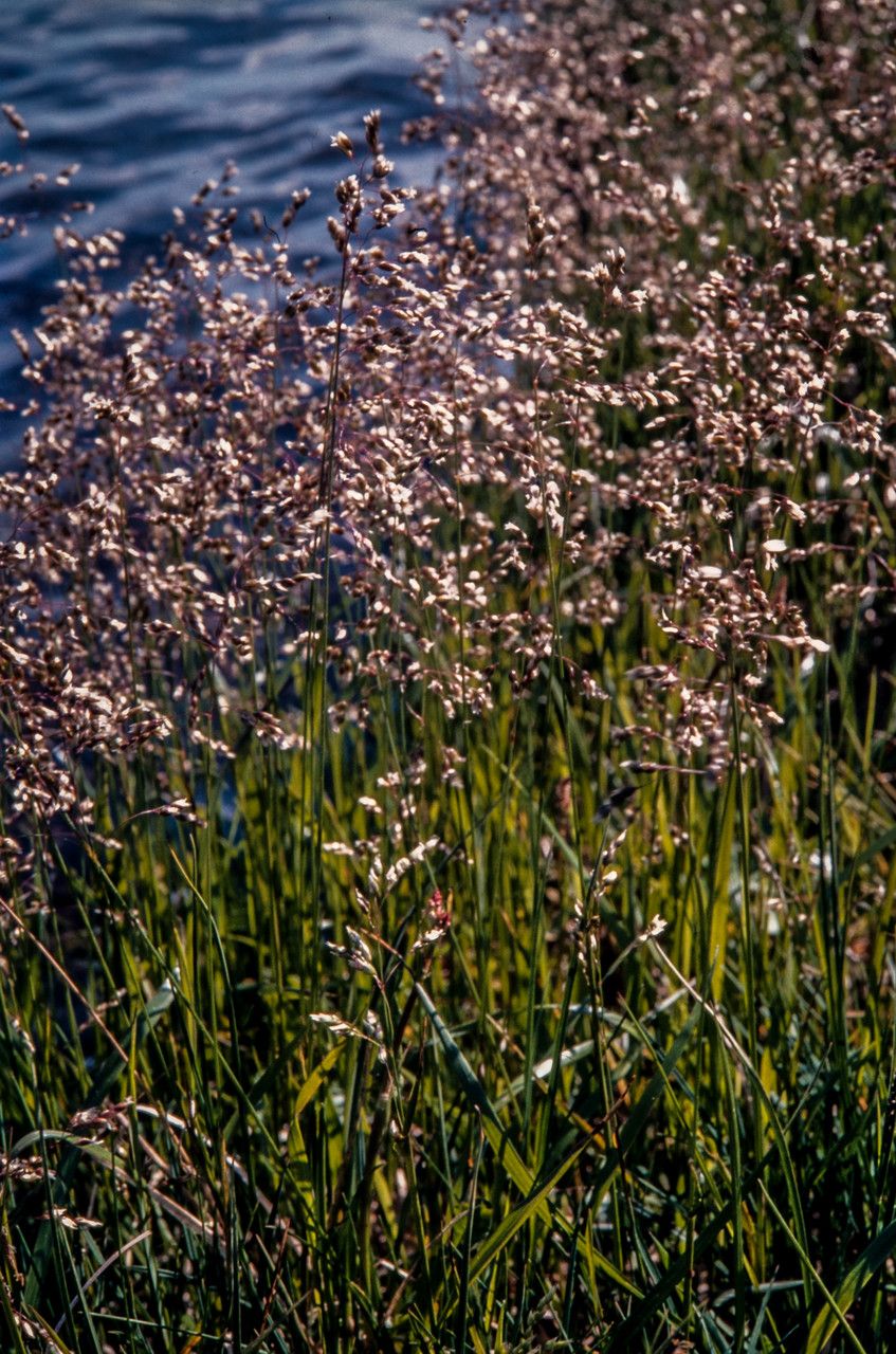 Hierochloe odorata flower