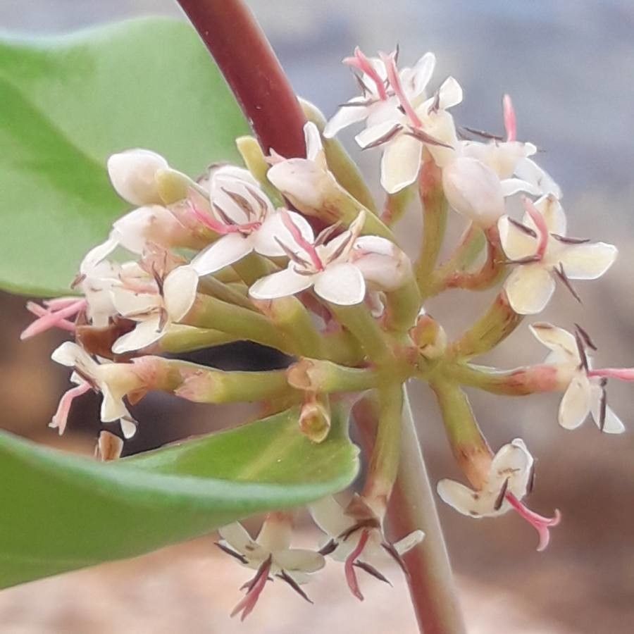 Scyphiphora hydrophylacea — houseplant care guide