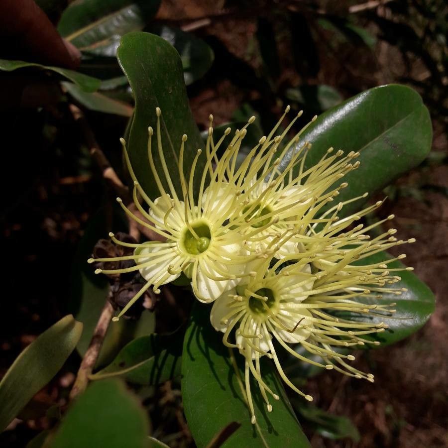 Xanthostemon multiflorus flower