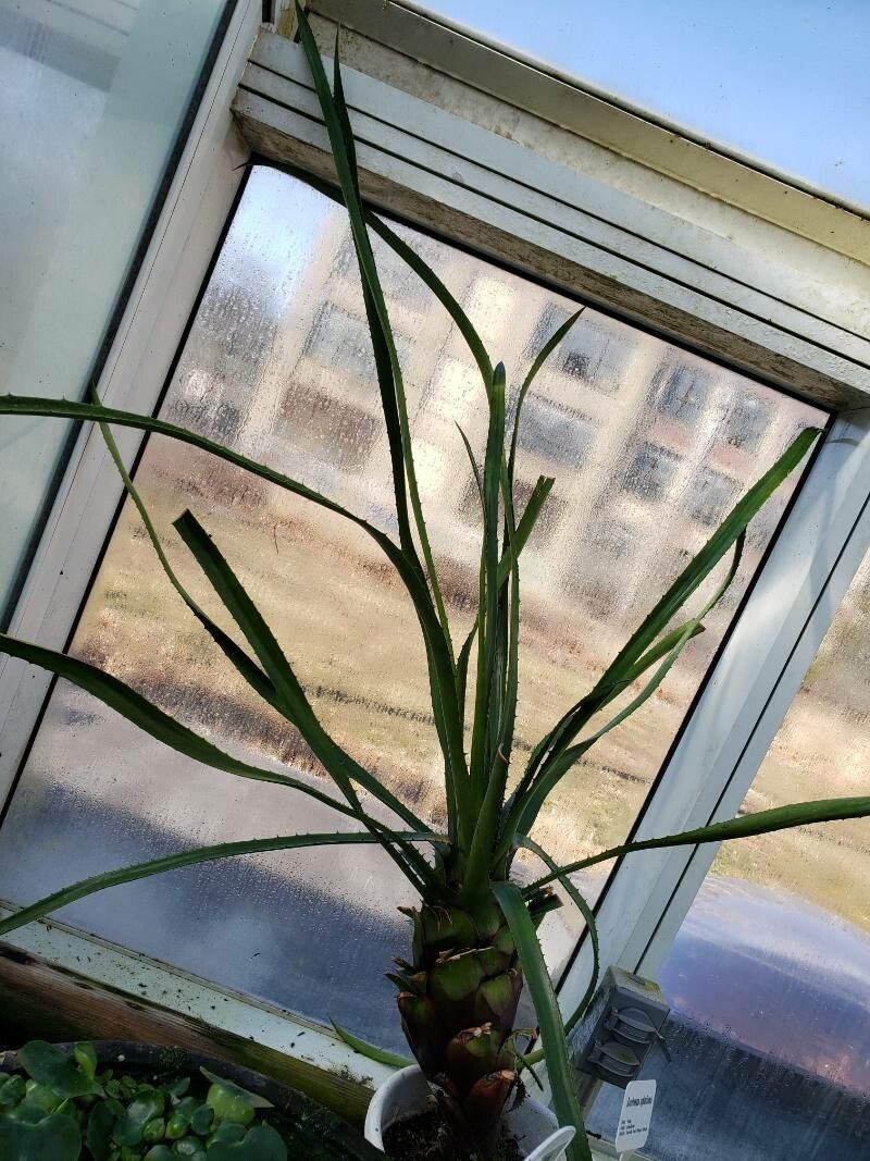 Aechmea egleriana habit